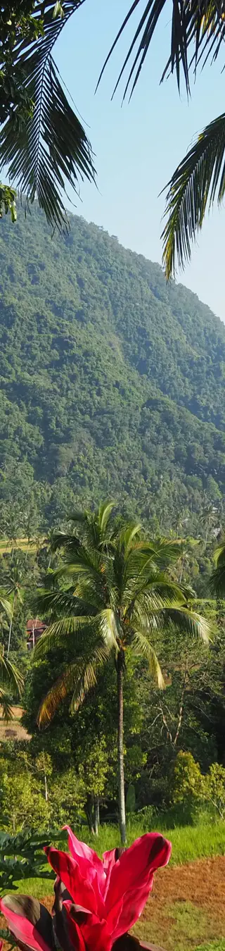 Grün so weit das Auge reicht.